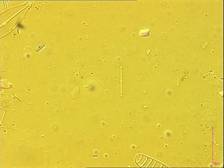 Fistulifera pelliculosa, (Brébisson) Lange-Bertalot, 1997 | Sandre 